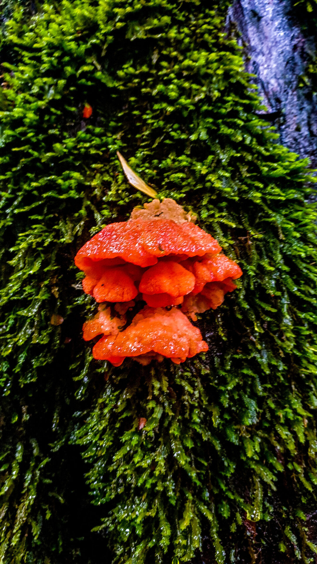 King Billy circuit-a bright orange fungi on the tree