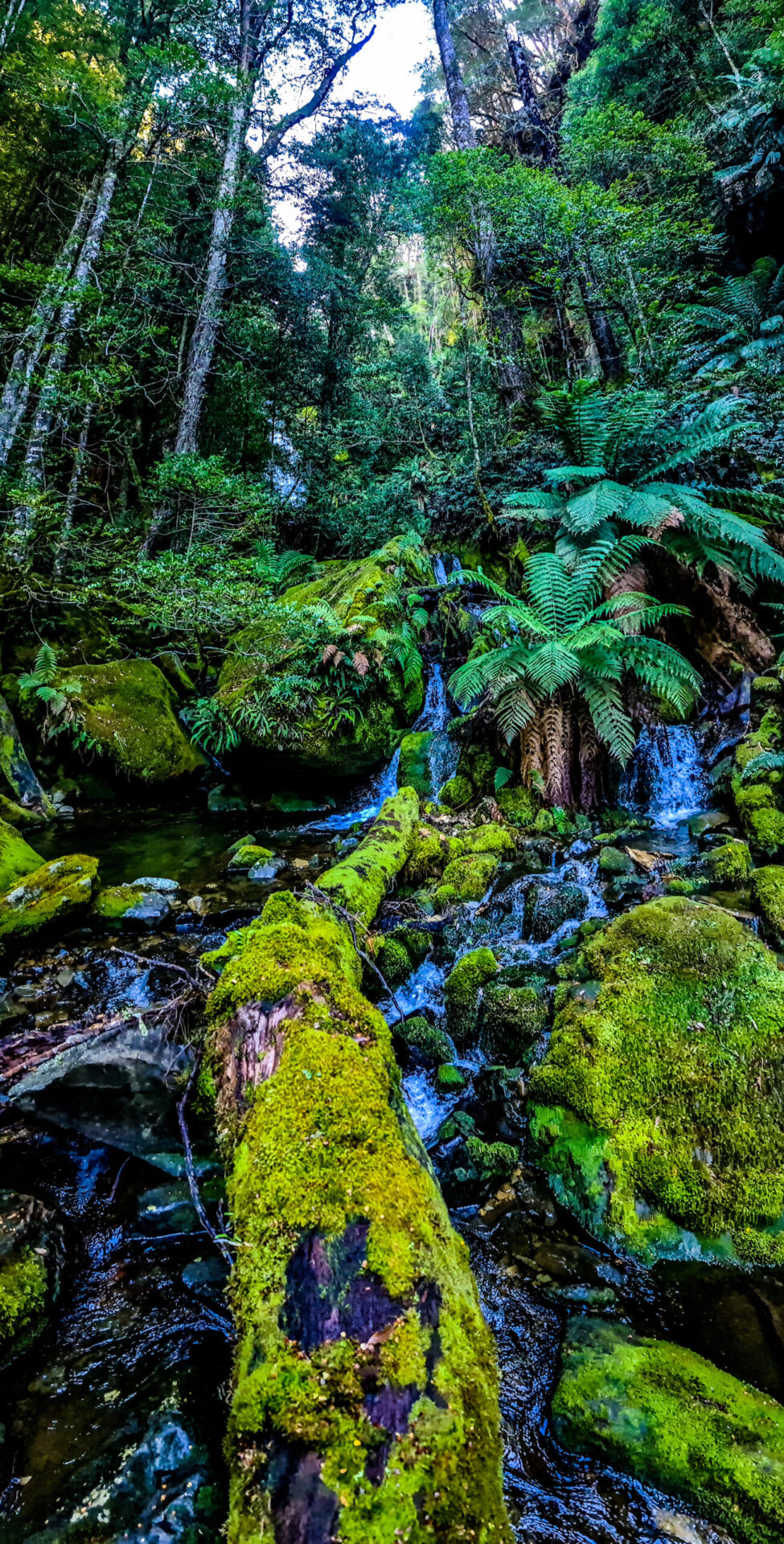 The flowing Bastion Creek with moss cover tree logs and ferns separating the creek 