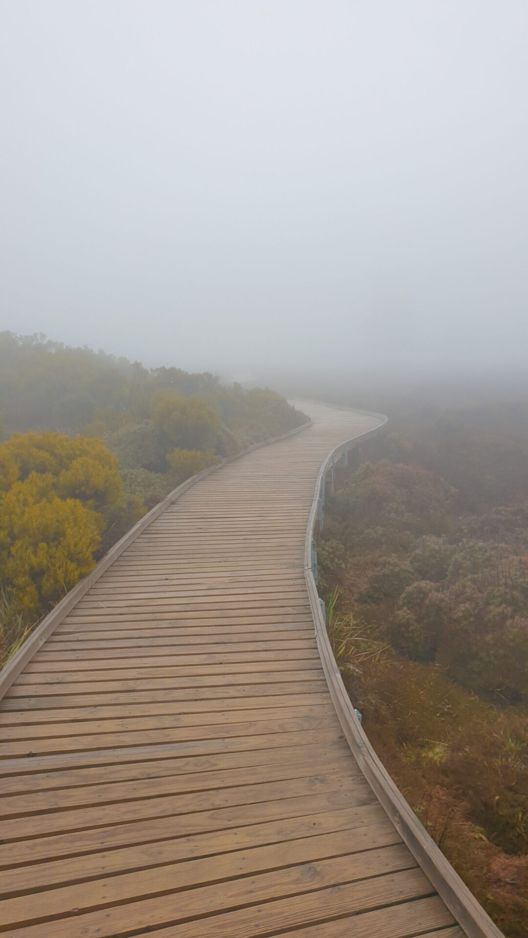 Pine lake nature trail- Surrounded by a foggy background